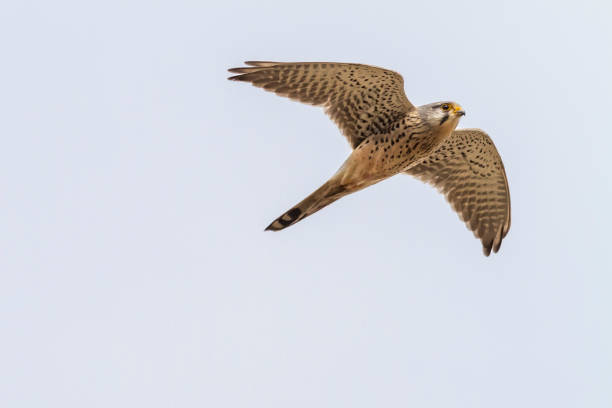 turmfalke (sokół tinnunculus) - kestrel hawk beak falcon zdjęcia i obrazy z banku zdjęć