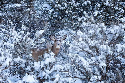A mule deer doe peeks out of snow covered branches in the winter.