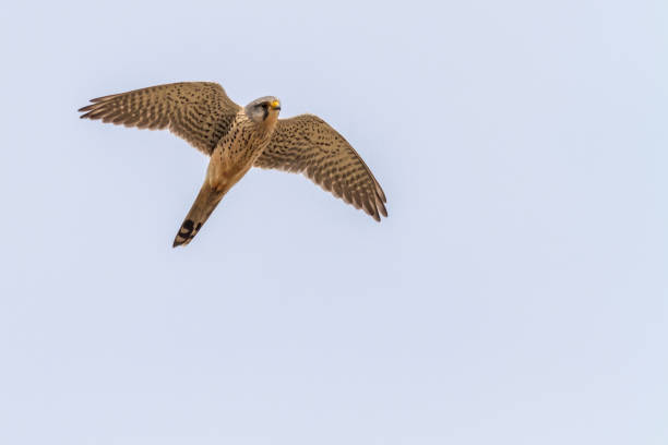 Kestrels (Tinnunculus Falcon) A kestrels in search of food jagen stock pictures, royalty-free photos & images