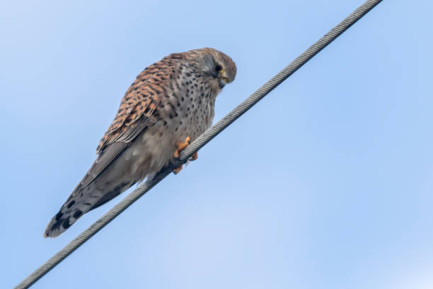 Kestrels (Tinnunculus Falcon) A kestrels in search of food jagen stock pictures, royalty-free photos & images