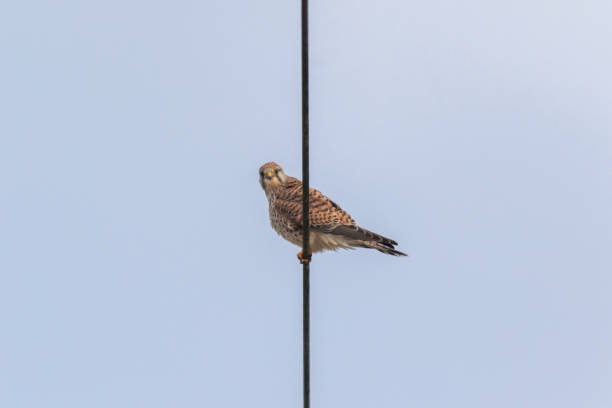 Kestrels (Tinnunculus Falcon) A kestrels in search of food jagen stock pictures, royalty-free photos & images