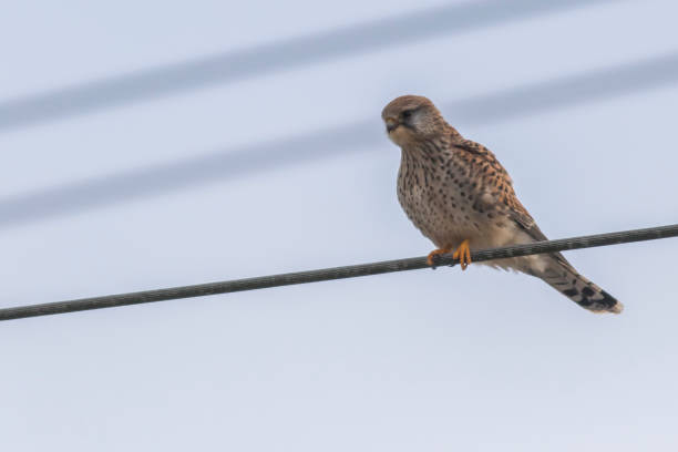 Kestrels (Tinnunculus Falcon) A kestrels in search of food jagen stock pictures, royalty-free photos & images