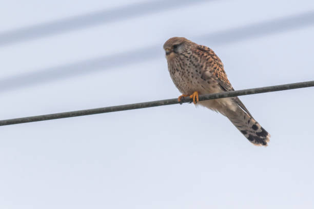Kestrels (Tinnunculus Falcon) A kestrels in search of food jagen stock pictures, royalty-free photos & images
