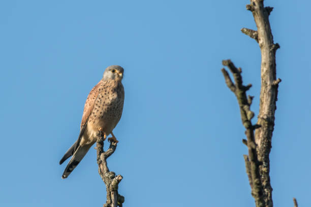 Kestrels (Tinnunculus Falcon) A kestrels in search of food jagen stock pictures, royalty-free photos & images