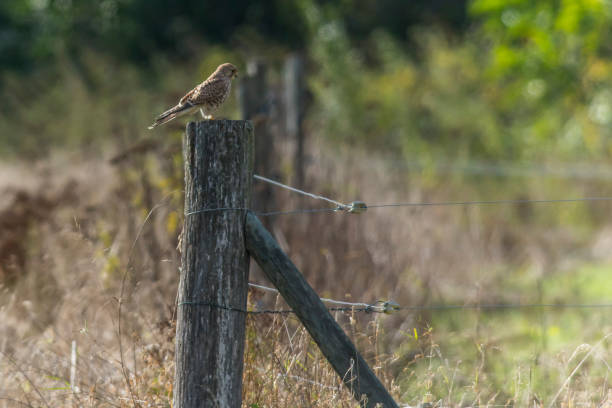 Kestrels (Tinnunculus Falcon) A kestrels in search of food jagen stock pictures, royalty-free photos & images