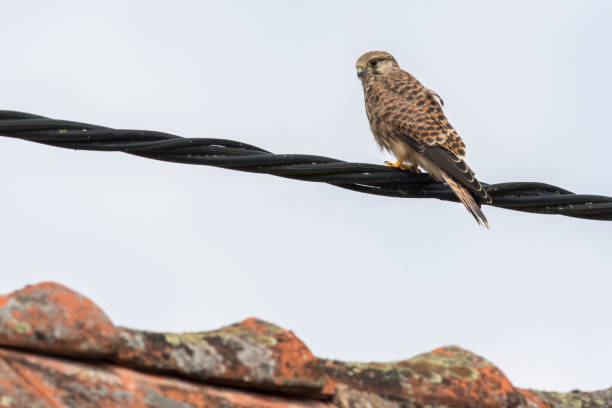 Kestrels (Tinnunculus Falcon) A kestrels in search of food jagen stock pictures, royalty-free photos & images