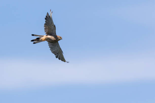 Kestrels (Tinnunculus Falcon) A kestrels in search of food jagen stock pictures, royalty-free photos & images