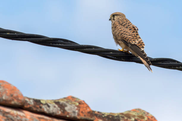 Kestrels (Tinnunculus Falcon) A kestrels in search of food jagen stock pictures, royalty-free photos & images