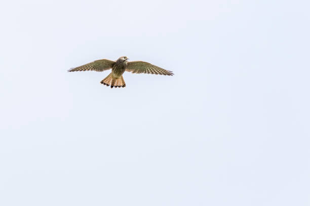 Kestrels (Tinnunculus Falcon) A kestrels in search of food jagen stock pictures, royalty-free photos & images