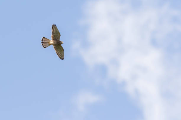 turmfalke (sokół tinnunculus) - kestrel hawk beak falcon zdjęcia i obrazy z banku zdjęć