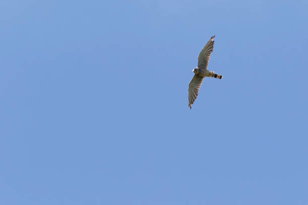 Kestrels (Tinnunculus Falcon) A kestrels in search of food jagen stock pictures, royalty-free photos & images