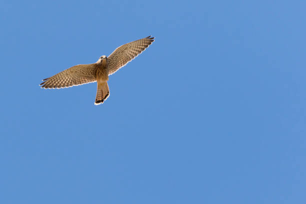 Kestrels (Tinnunculus Falcon) A kestrels in search of food jagen stock pictures, royalty-free photos & images