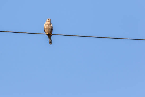 Kestrels (Tinnunculus Falcon) A kestrels in search of food jagen stock pictures, royalty-free photos & images