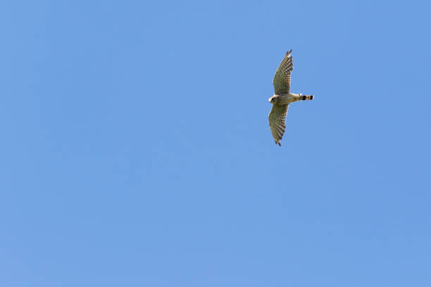 Kestrels (Tinnunculus Falcon) A kestrels in search of food jagen stock pictures, royalty-free photos & images