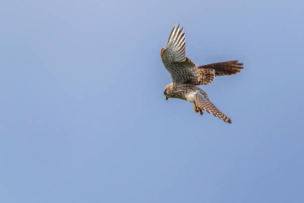 turmfalke (sokół tinnunculus) - kestrel hawk beak falcon zdjęcia i obrazy z banku zdjęć