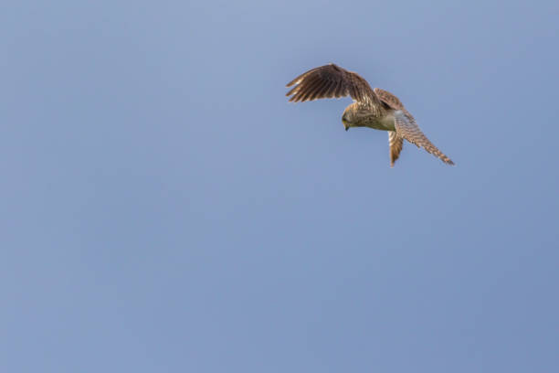 Kestrels (Tinnunculus Falcon) A kestrels in search of food jagen stock pictures, royalty-free photos & images