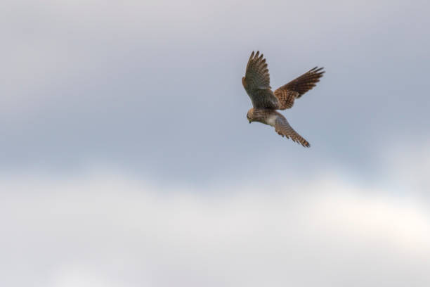 Kestrels (Tinnunculus Falcon) A kestrels in search of food jagen stock pictures, royalty-free photos & images