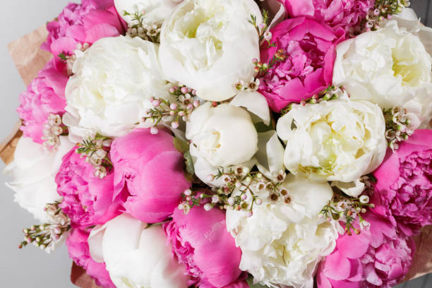 istock fresh bright blooming peonies flowers on white background. and pink bud 641491808