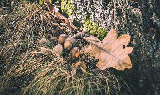 Fallen acorns and oak leaves. Autumn in an oak grove. Autumn postcard