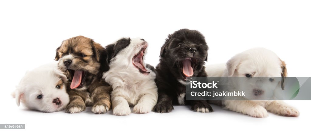 Group of five cute puppies isolated on white Isolated on a pure white background, a group of newborn shih tzu puppies lay down in front of the camera. Puppy Stock Photo