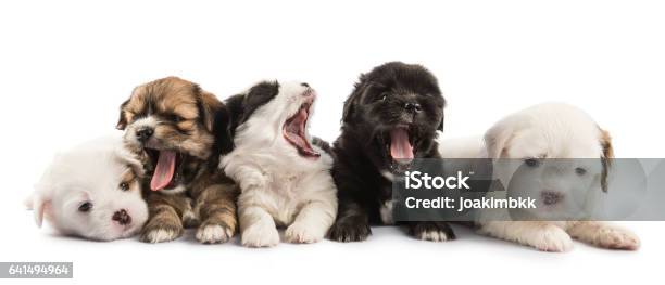 Group Of Five Cute Puppies Isolated On White Stock Photo - Download Image Now - Puppy, Playful, Dog