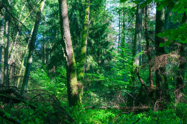 istock Sun entering rich deciduous riparian stand 641495422