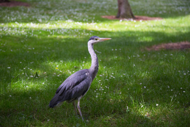 istock A heron in the Botanic Gardens in Dublin, Ireland 641496012