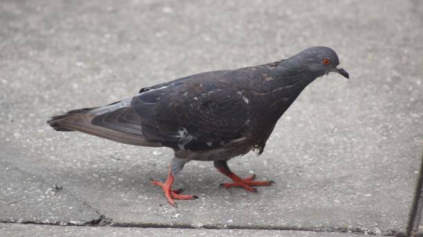istock A pigeon walking in the street. 641499080