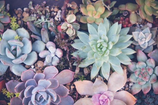 istock Close up of agave succulent plants, selective focus, toning 641501346