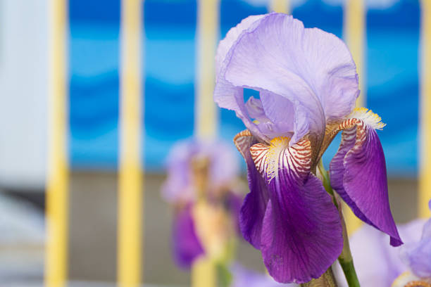 Violet Flower of German Iris in spring, Iris germanica