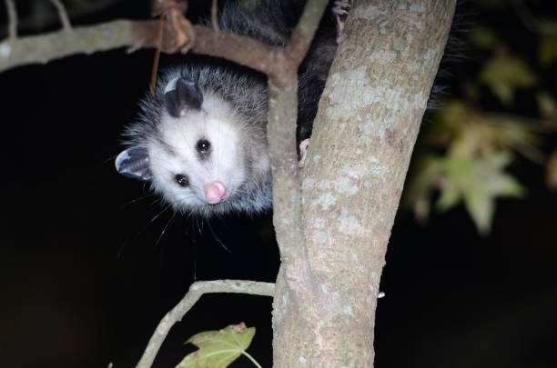 istock Wet-nosed opossum looking at camera as it climbs upside down 641502898
