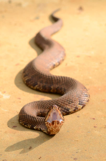 istock Wavy Water Moccasin snake facing camera with threat display 641503176