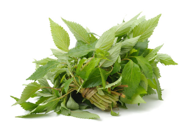 istock Fresh raw mint leaves isolated on white background 641503412