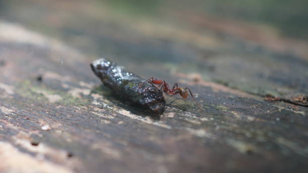 istock An ant moving a piece of wood. 641504790