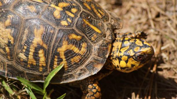 istock Close-up of a turtle. 641505410