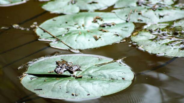 istock Water lilys in a pond. 641506140