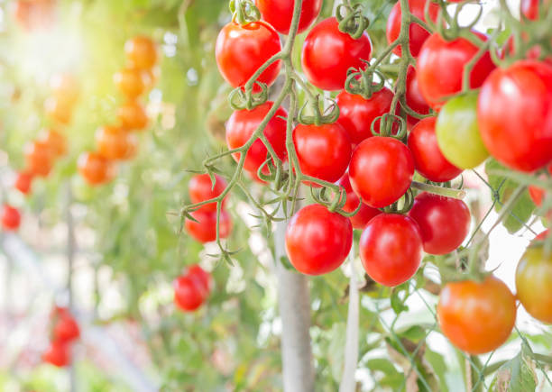 istock Close up red cherry tomatoes hanging on trees 641507044