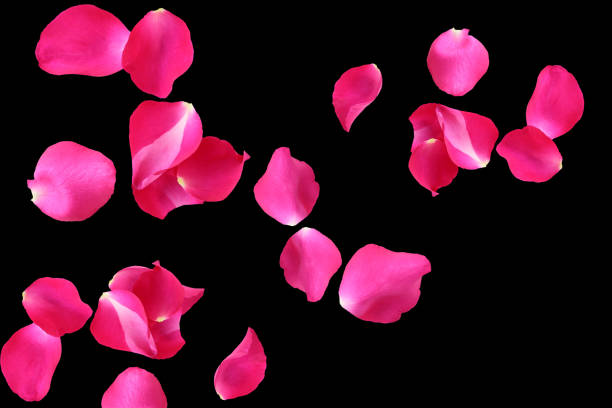 istock Abstract of Rose petals on white background 641508636