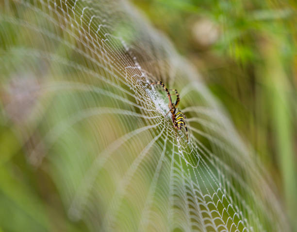 istock Wasp spider, Argiope, spider web covered by water droplets and morning dew 641509148