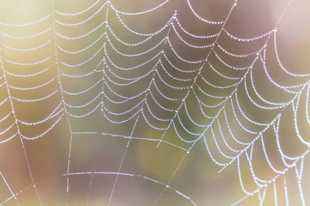 istock Wasp spider, Argiope, spider web covered by water droplets and morning dew 641509172