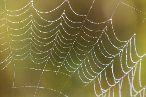istock Wasp spider, Argiope, spider web covered by water droplets and morning dew 641509190