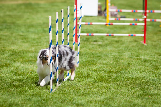 istock Agility Dog doing weave poles slalom 641509970