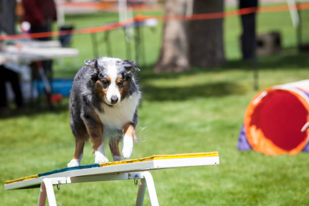 istock Agility Dog crossing Teeter Totter See Saw 641509992