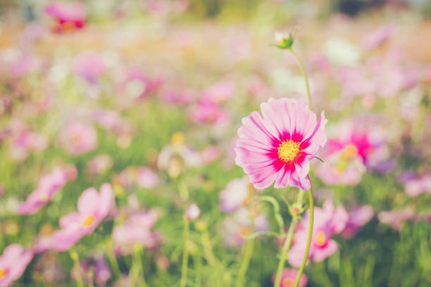 istock Field cosmos flower and sky sunlight with Vintage filter. 641510814