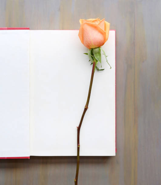 istock Rose flower on open book against wood background. 641510904