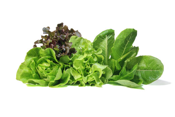 Lettuce salad on white background. Fresh Romaine Lettuce , Cos Lettuce, Red and Green Oakleaf lettuce Vegetable salad isolated on white background. lettuce photos stock pictures, royalty-free photos & images