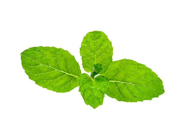 istock peppermint isolated on the white background 641511996