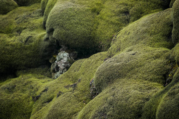 istock velvety green moss covered lava rocks 641512124