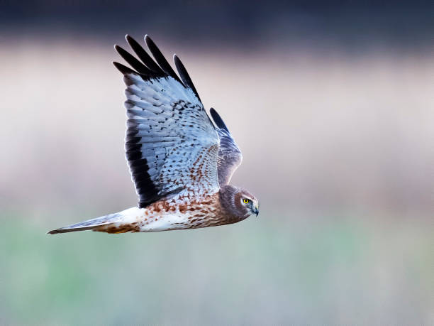 istock Male Northern Harrier Hawk in Flight 641512554