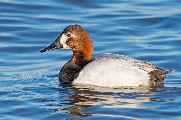 Leucistic Male Canvasback Duck Leucistic Male Canvasback Duck male north american canvasback duck aythya valisineria stock pictures, royalty-free photos & images